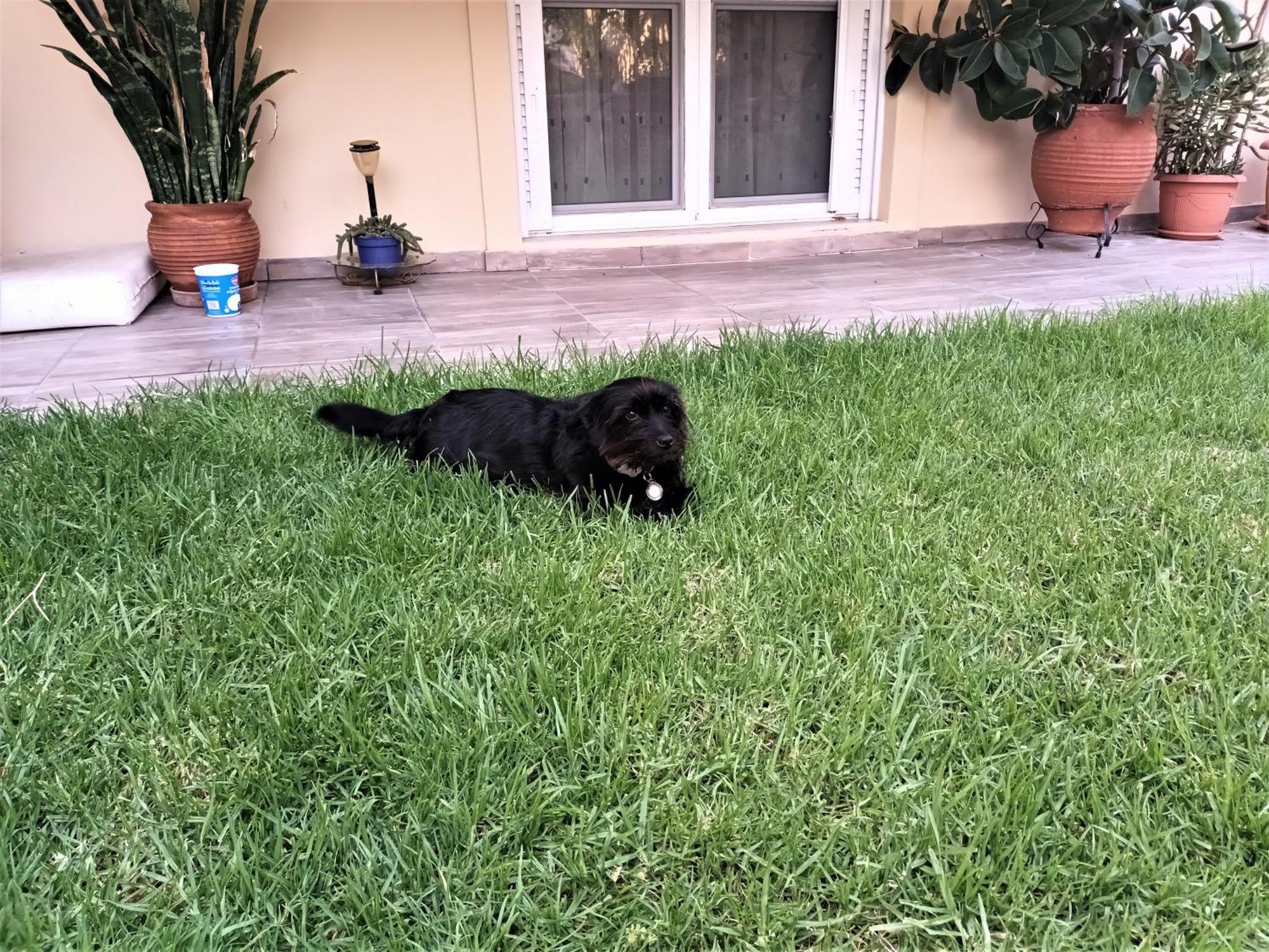 Family Yard House Kos Apartment Bagian luar foto
